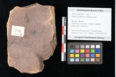 Foto (Objekt + Etikett) von Quercus palaeoilex Ettingshausen (NHMW-GEO-2024-0188-0785)